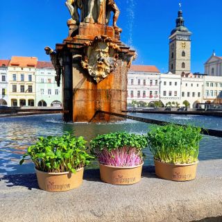 České Budějovice, město kde by chtěl žít snad každý a kde se také pěstují ty nejlahodnější mikrobylinky. 💚 #oldtown...