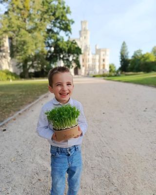 Microgreens mohou být skvělou alternativou, jak do dětí dostat vitamíny přirozenou cestou. Především hrášek, po kterém se...
