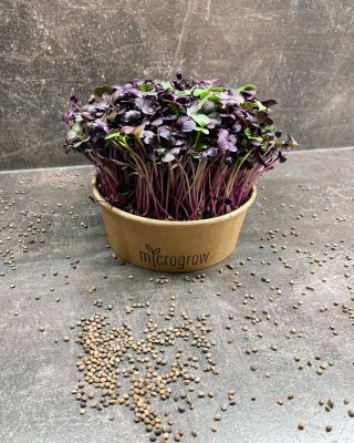 Chceme vám představit naši novou královnu krásy všech mikrobylinek - Ředkev Vulcano. 🌱💜 Vyniká svou jemně štiplavou...