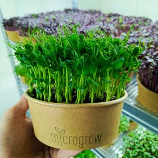 🫅Král všech microgreens - hrášek. Zde v jeho optimální velikosti pro konzumaci, kdy má tu nejlahodnější hráškovou chuť. 🤤...